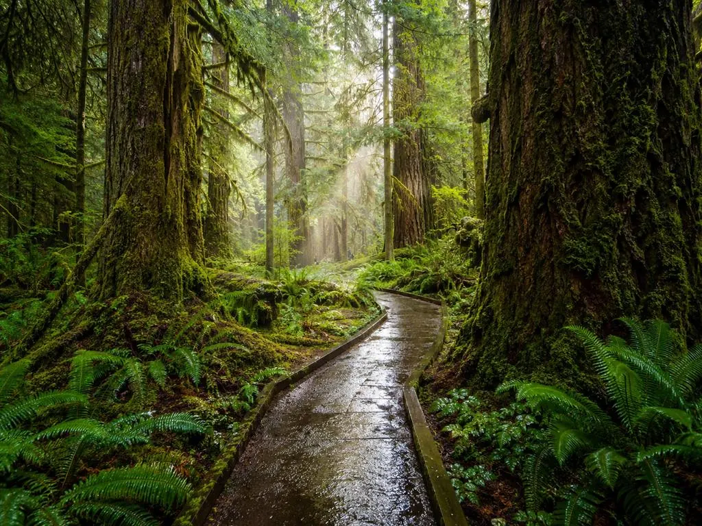 Boardwalk through the old-growth rainforest inside the park