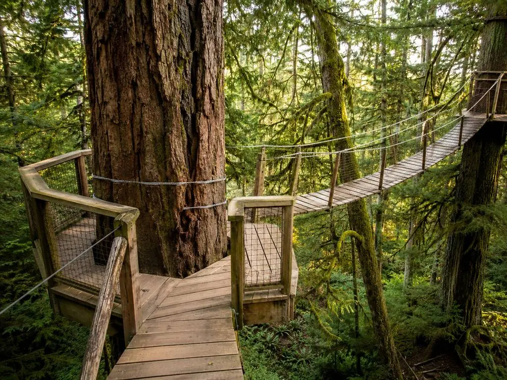 Treetops Adventure, seven footbridges strung between Douglas firs